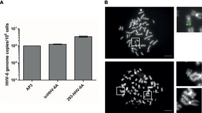 Frontiers | Chromatin Profiles Of Chromosomally Integrated Human ...